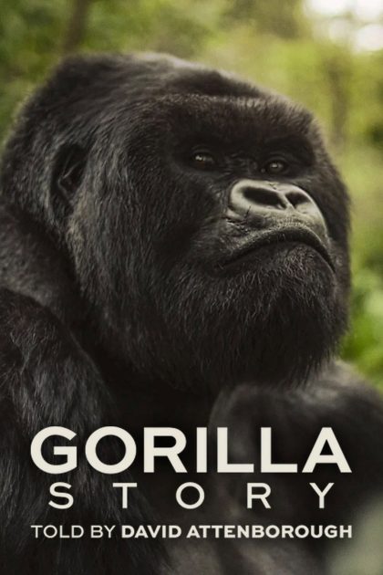 Hành Trình Của Khỉ Đột – Qua Giọng Kể David Attenborough